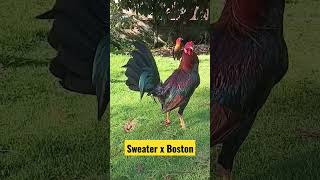 Sweater x Boston