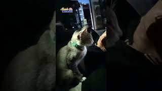 Sang Ayah Tempat Sandaran Bermanja #shots #cat #kucing #cats #catlover #catvideos #animals