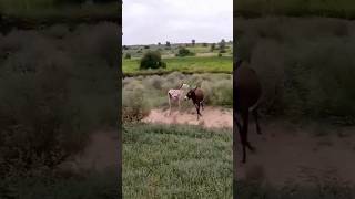 #donkey sound #donkey fighting #youtubeshorts #shorts