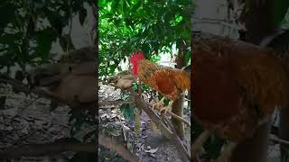 It's rooster show time #rooster #tamilsong #funnyvideo #nocooking #pet #palthujanwar #shorts