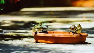 Eurasian Blackcap, appear in pairs in many habitats, blends with the bright light from a quiet void