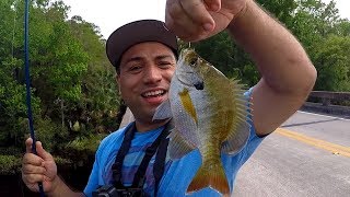 Bluegill Catch & Cook in Alexander Springs.