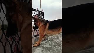 German shepherd stock male for stud service #viral #trending #shorts #short