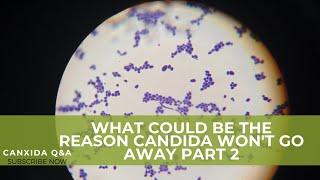 Dietitian answers: What Could Be The Reason Candida Won't Go Away Part 2