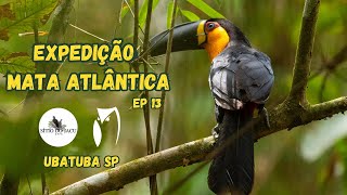 Observação de Aves - Expedição Mata Atlântica Ep 13 - Ubatuba   SP