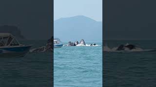 Humpback Whales Nearly Engulf Fishing Boat! Bubble Net Feeding! #humpbackwhale #juneau #alaska