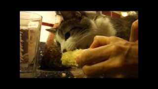 Lila eats corn & chases tail