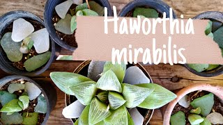 🌵 HAWORTHIA MIRABILIS - Trasplante y reproducción (cuidado y reproducción de suculentas )