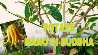 POTATURA MANO DI BUDDHA 🍋 E PROBLEMI CON MINATRICE E FITOFARMACI