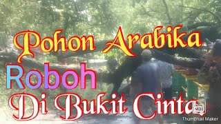 Pohon Arabika 40 tahun Roboh, di bukit Cinta Watu Perahu.