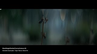 Anamorphic Bokeh Test Footage | Black Magic Pocket Cinema Camera BMPCC 4K Schneider + Super Takmar