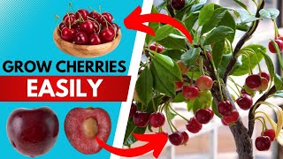 How to Grow Cherry Plant at Home (Expert Methods No One Will Tell You)