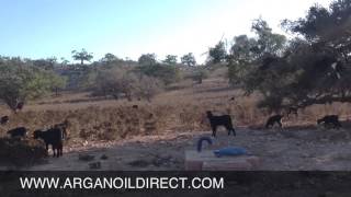 Argan Oil Direct - Goats of the Moroccan Argan Forests