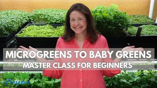 How to Grow Microgreens | Step by Step for Beginners | Complete Guide