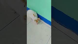 Oyen makan pagi lagi