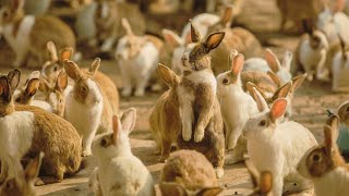 VOICI LES ANTIBIOTIQUES MORTELS POUR LES LAPINS.