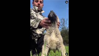 Sivas#kangal a#akbaş #malaklı #dogshorts#dogs #puppy #guardian #wolf