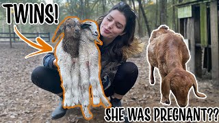 I Didn't Know My Goat WAS PREGNANT & HAD TWINS! *OMG*