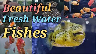 Colourful and Beautiful Fresh Water Fishes in Aquarium| #fishvideo @VirHut1419 #subscribe