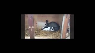 rabbit mating #youtubeshorts #animal #pet #bunny #farming #bunnyboy22