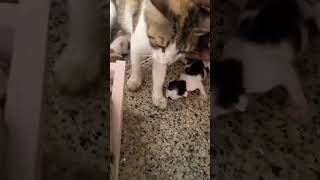 MOTHER KITTY WITH ITS JUST BORN KITTENS🤗 || BABY CAT CRAWLING CUTE😍 DON'T MISS IT❣️ #cat #kittens