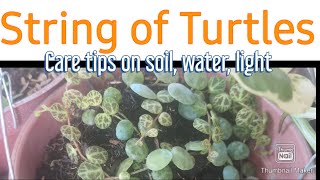 String of Turtles Care and Propagation #Gardening #HNTV BAGUIO