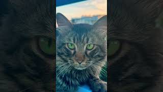 #video #cat #catlover #catvideos #cats #sunset