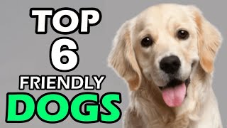 TOP 6 FRIENDLY DOGS BREEDS In Telugu | Taju Logics