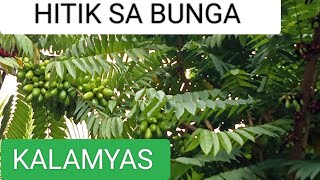 NAKAKTUWA NAMAN ANG TANIM KUNG KALAMYAS ANG DAMING BUNGA