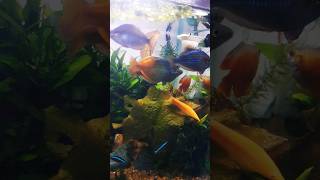 Colorful fish in aquarium | Boeseman's Rainbowfish | Red Lily | Chinese Algae Eater