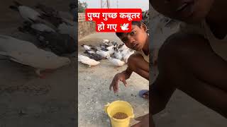 🕊️ पुष्प गुच्छ कबूतर हो गए subscribe #kabutar #trending #shorts #ytshorts #video #kabootar #pigeon