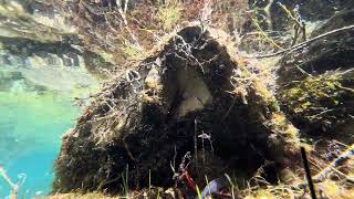 Underwater views of alpine lake with alpine salamander 🦎 and panoramic Ennstal alps