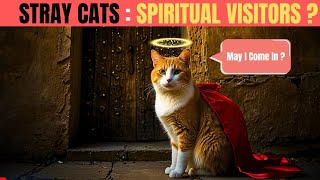 Spiritual Meaning Why A Stray Cat Comes To Your Home (SHOCKING) 😱❌