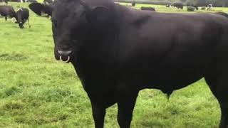 For Sale by Private Treaty - Pedigree Aberdeen Angus Bull