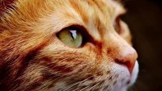 14 Curiosidades sobre los gatos