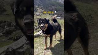 This is how we met our friend “Kaalu” | Darma valley| Panchachuli trek