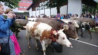 Viehscheid 2018 in Immenstadt/Allgäu. Einzug aller Alpen!!!