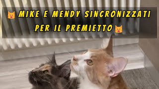 😺Mike e Mendy sincronizzati per il premietto😺 #mainecoon #mainecooncat #mainecoonlife #shorts