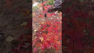 Acer palmatum Orange Lace, 2 ноября 2024 г.