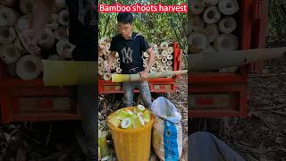 Fresh  bamboo shoots harvest small, one knife one section。鮮嫩好吃的竹筍種植收穫小撇步，一刀一節，簡單輕鬆省力，筍香味十足，香脆可口