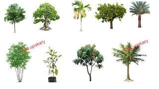 Plant names | Tree names in English | Different types of Tree | Kids vocabulary | Tree names