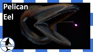 Eels jaw stretches larger than its head! (Eurypharynx pelecanoides)