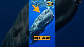 Whale Uses Its Head as a Weapon?! Sperm Whale's Shocking Secret! #spermwhale #animalwonders