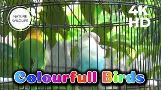 Lovebirds Singing in The Cage | Beautiful Bird Songs and Relaxing Sounds