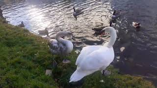 The Birds II: Attack of the Seagulls-ish