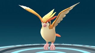 Pokemon Go Pidgeotto to Pidgeot Evolution Showcase Pokédex 17 and 18