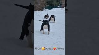 где родители щенка???😍 89859955112 щенки Американского  булли,цены разные🤗