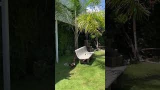 Sunny day in my lawn #subscribe #birds #shortvideos #youtube #viralvideos