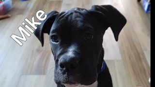 Boxer puppy wanting attention #shorts