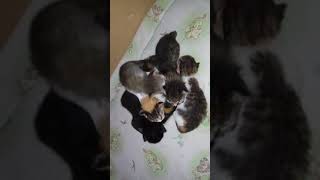 Cute 6 Kitties